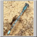 Platycnemis pennipes - Blaue Federlibelle 14.jpg